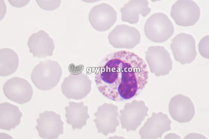 Granulocyte éosinophile x800 - gryphea.org